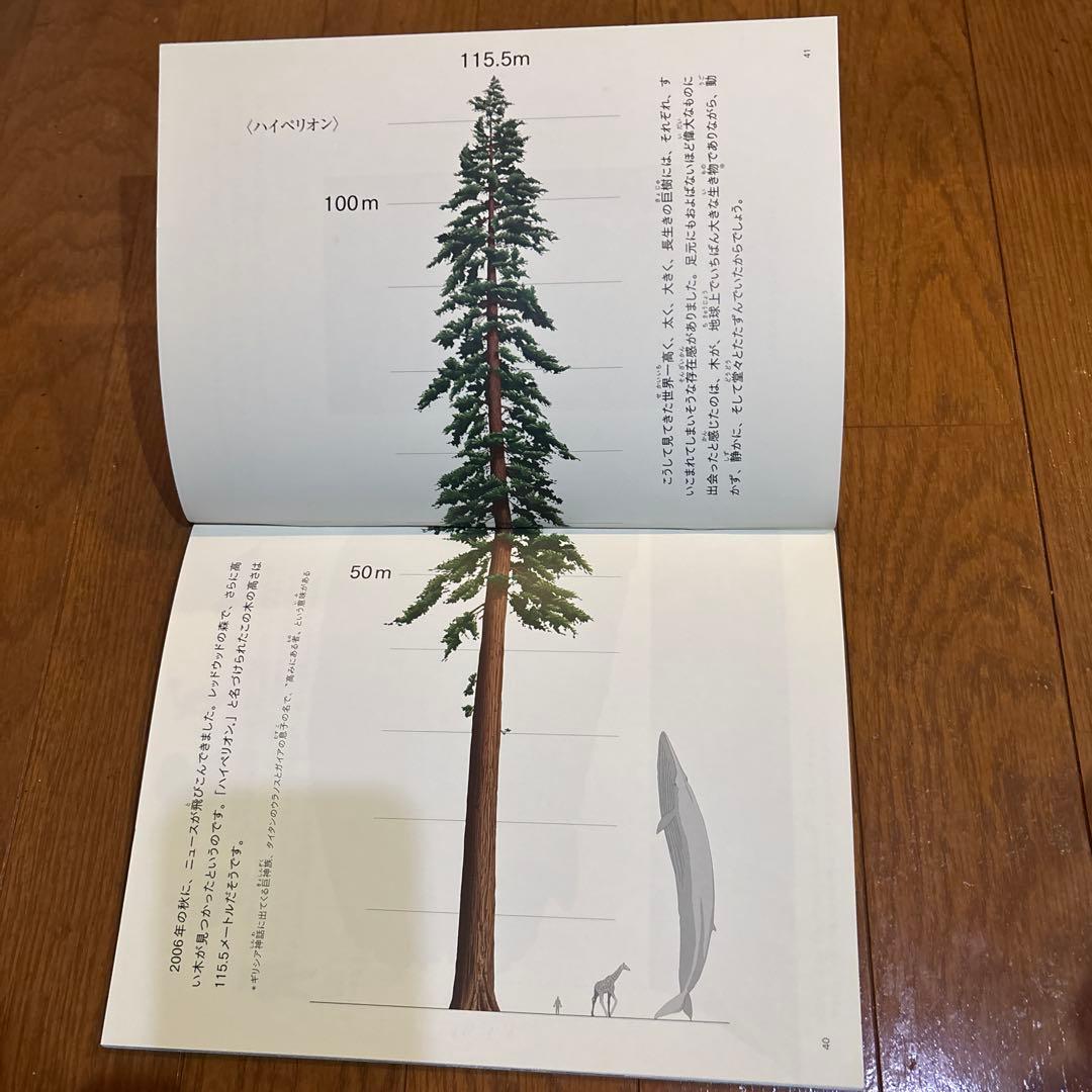 Many Wonders Big Giant Tree