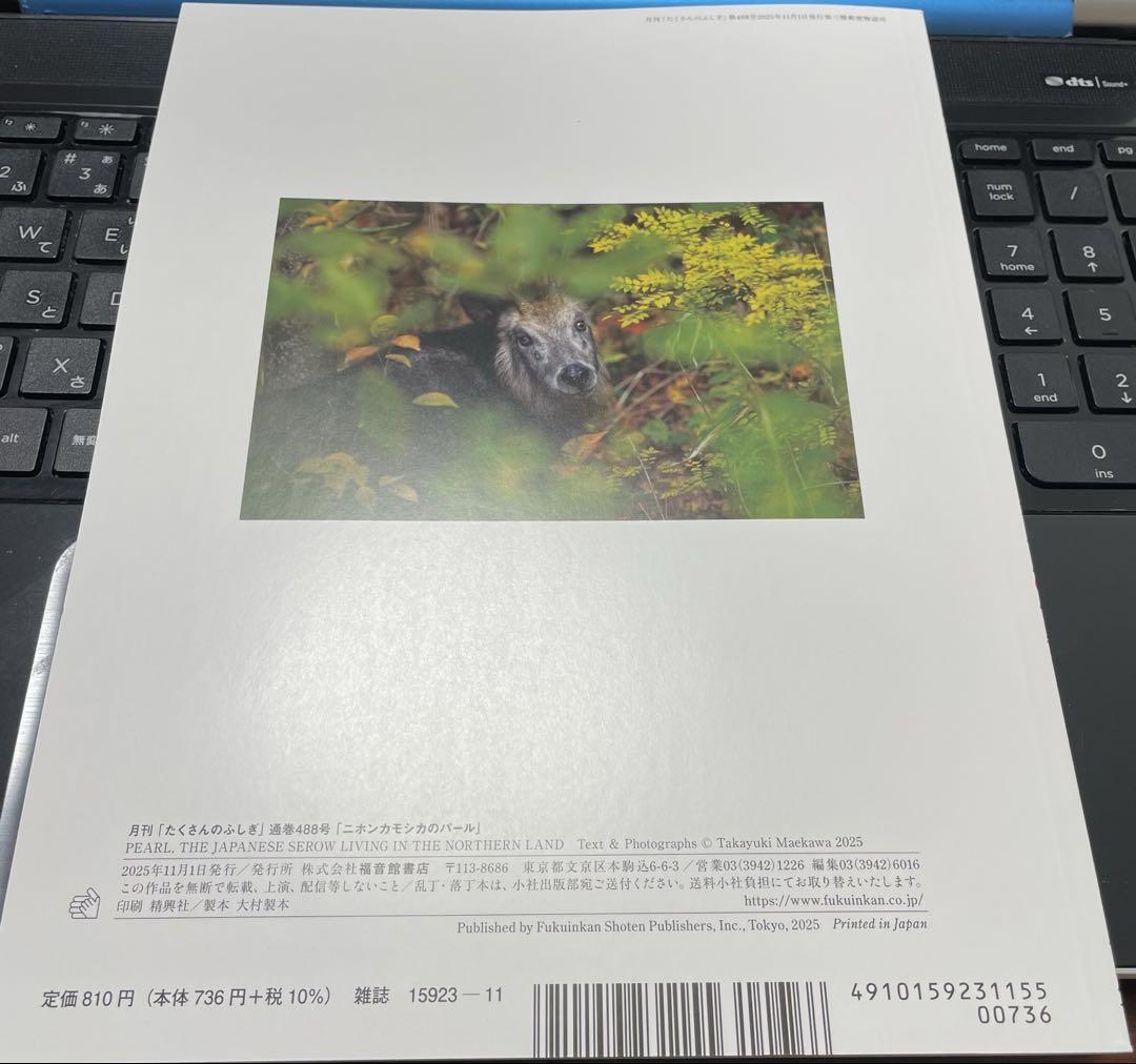 Many Wonders: Japanese Sika Deer's Pearl, November 2025