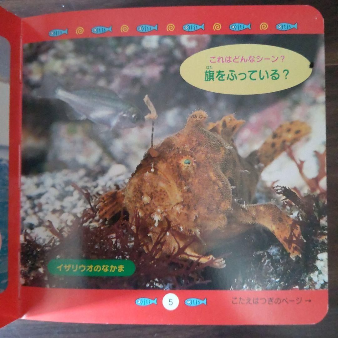 Marine Life Creatures Quiz Edition