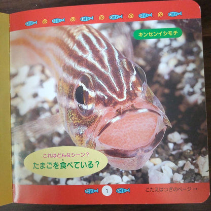 Marine Life Creatures Quiz Edition