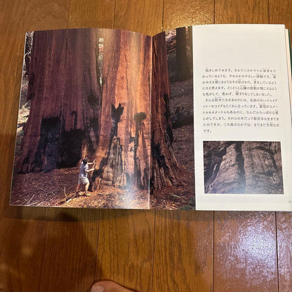 Many Wonders Big Giant Tree