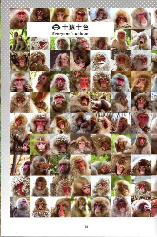 Snow Monkey Hell Valley Wild Monkey Park Official Guidebook
