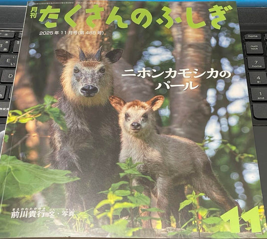 Many Wonders: Japanese Sika Deer's Pearl, November 2025