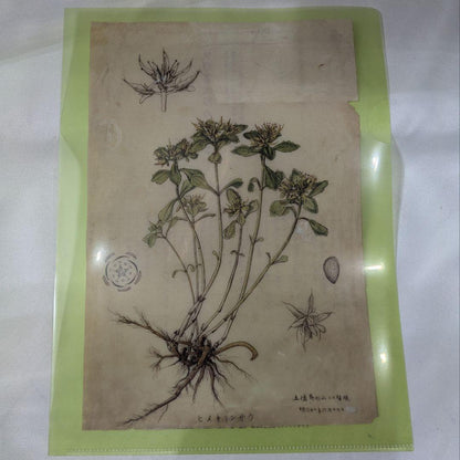 Moe 2023 June Issue Hayao Miyazaki Special Clear File Included ②